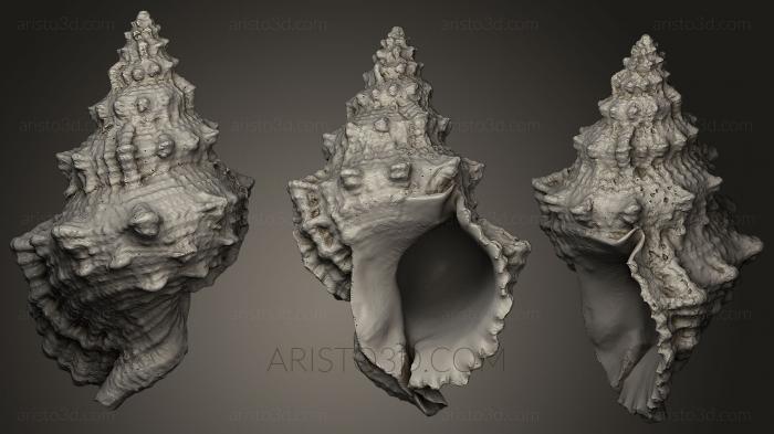 Stones and shells (ROCKS_0022) 3D model for CNC machine